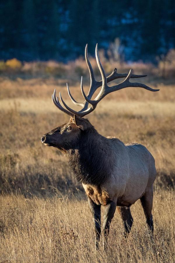 Jackstraw Mountain 32 Condo Estes Park Luaran gambar